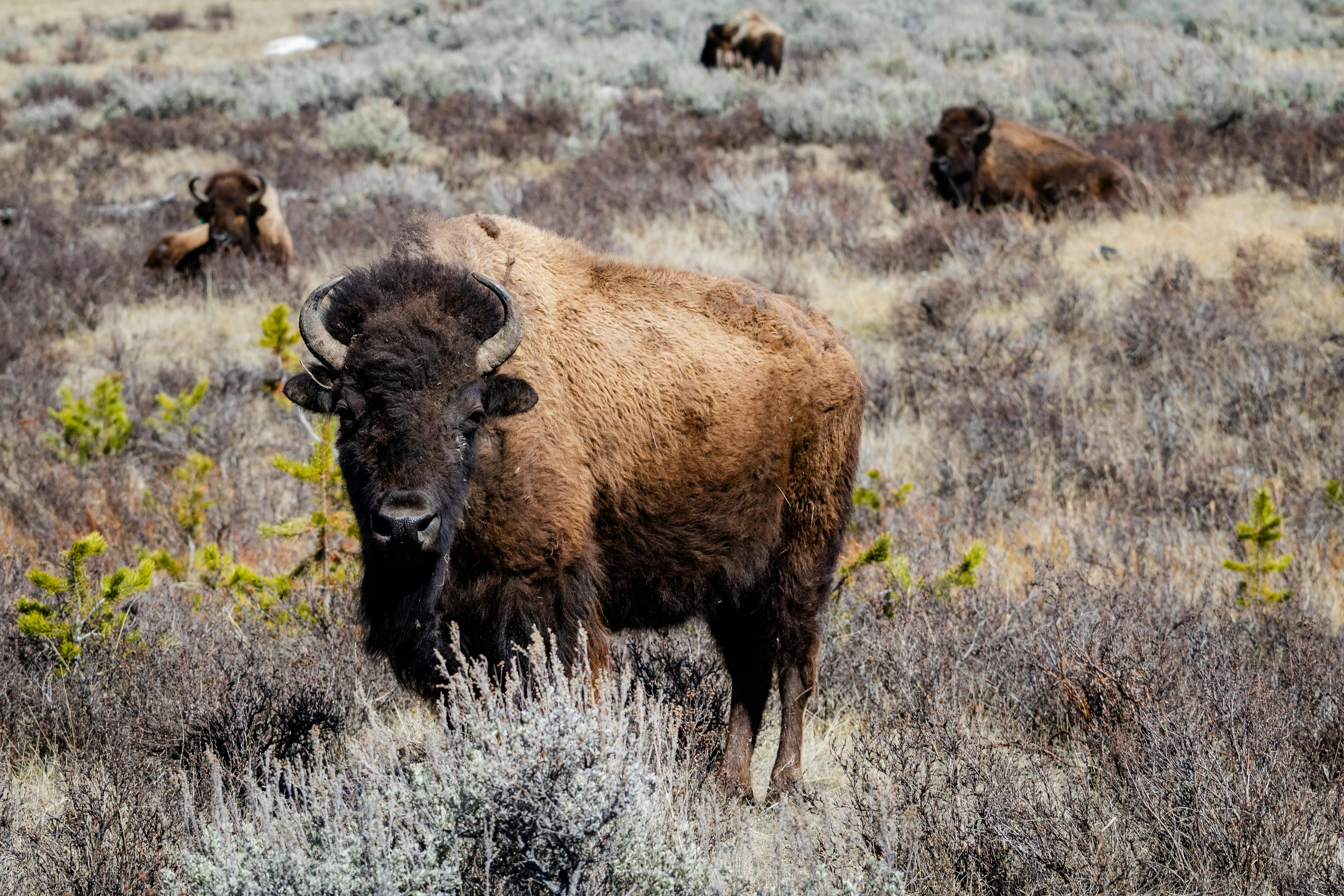Celebrating Wyoming Day: Exploring the Cowboy State with Your Dog!